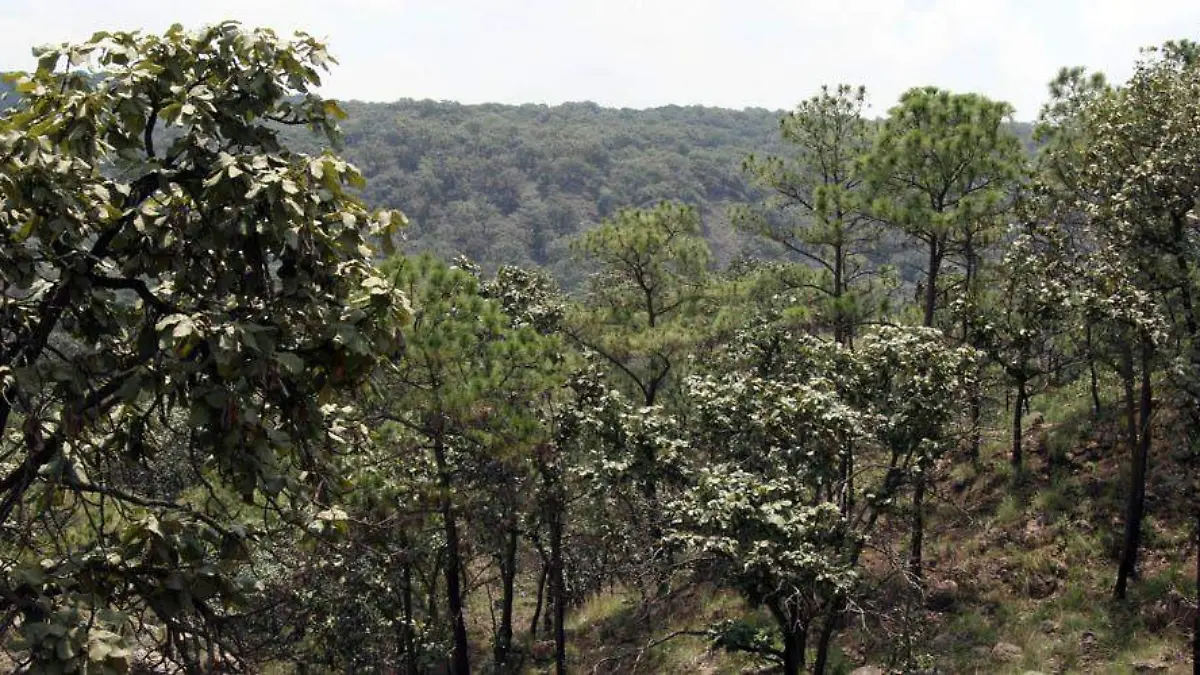 Bosque de La Primavera